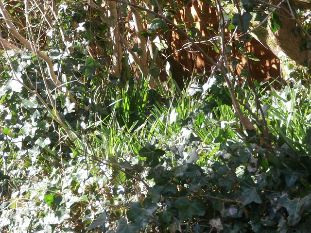 Lots of new bluebells in the driveway