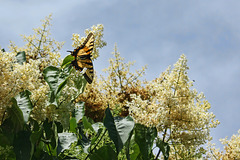 Lace lilac &swallowtail #2