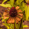 verblühte Echinacea