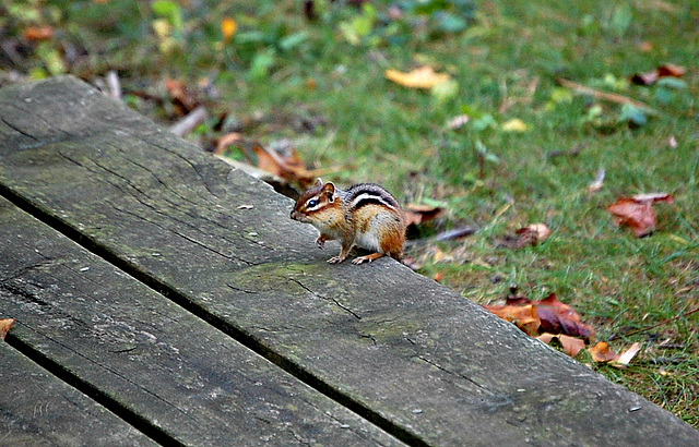 Chipmunk
