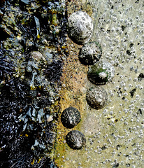 Limpets and Seaweed