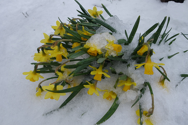 Daffodils in the snow