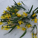 Daffodils in the snow
