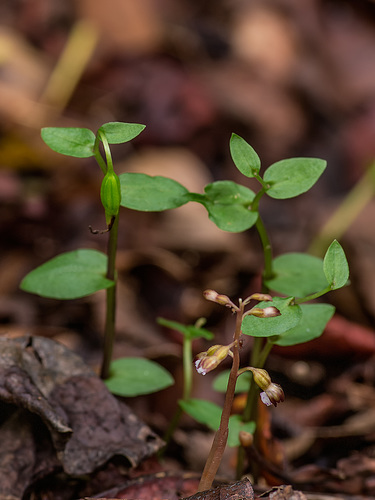 Corallorhiza odontorhiza (Autumn Coralroot orhchid) and Triphora trianthophorus (Three-birds orchid)