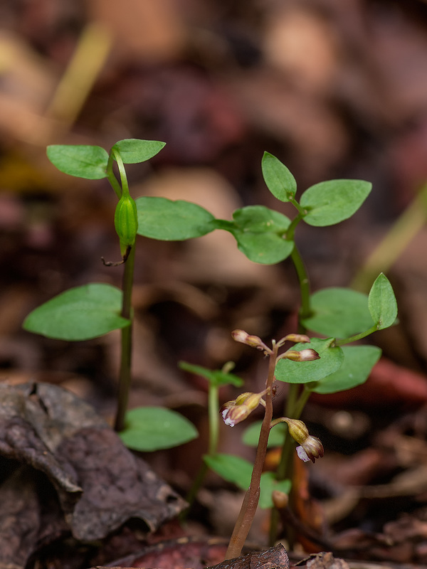 Corallorhiza odontorhiza (Autumn Coralroot orhchid) and Triphora trianthophorus (Three-birds orchid)