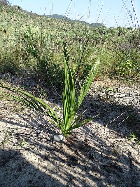 DSC04946 - infantil de butiá Butia catarinensis, Arecaceae