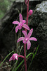 Hexalectris grandiflora (Giant Crested Coralroot orchid)