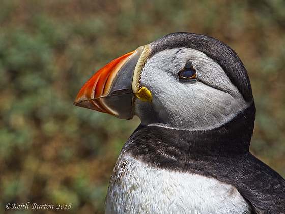 Puffin Portrait