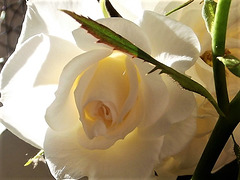 My gorgeous white rose
