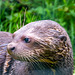 Giant otter cub