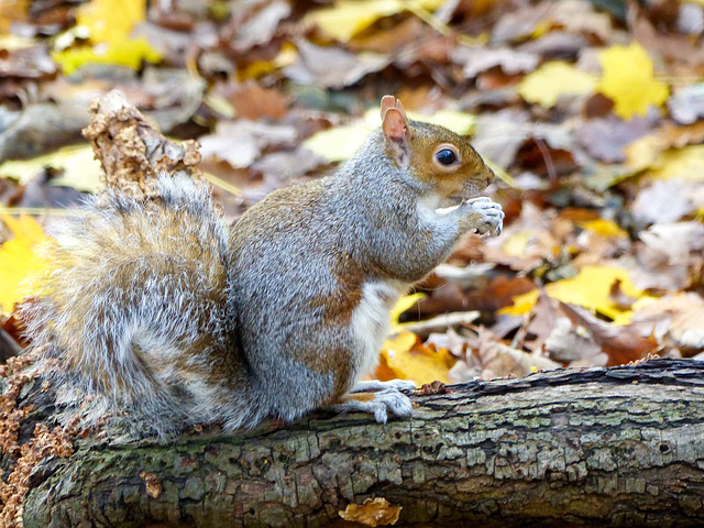 Squirrel posing (1)