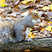 Squirrel posing (1)