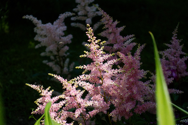 Astilbe