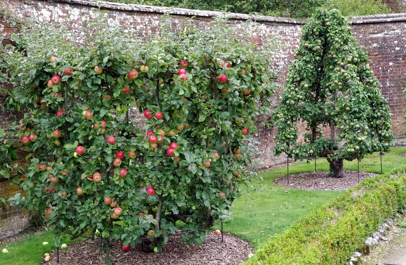 Trained apple trees