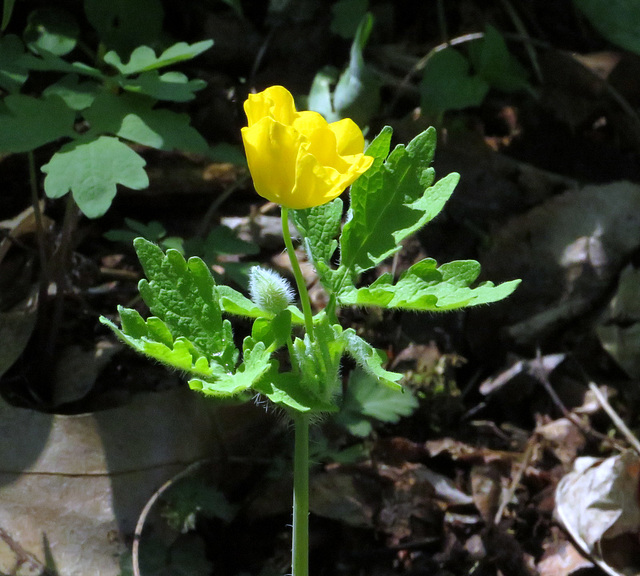 Yellow Poppy (Stylophorum diphyllum)