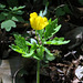 Yellow Poppy (Stylophorum diphyllum)