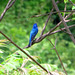 Indigo bunting