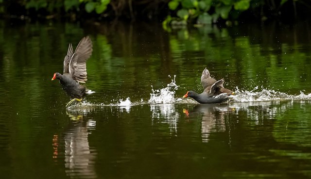 Moorhens