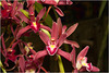 IMG 1676 Orchid