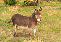 a curious donkey