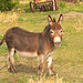 a curious donkey