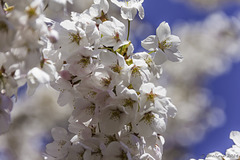unter einem Kirschblütenbaum ... P.i.P.  (© Buelipix)