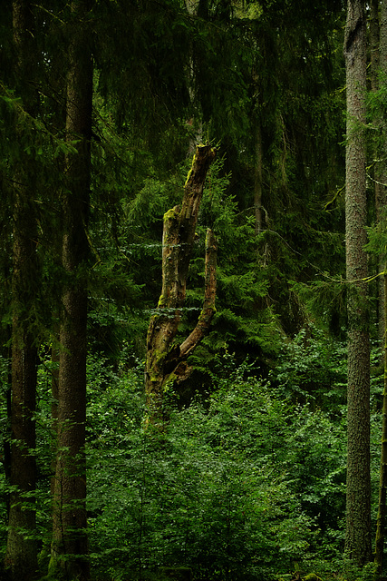 Lärchen, Buchen, Fichten....