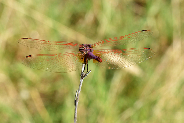 Violet Dropwing m (Trithemis annulata) 7