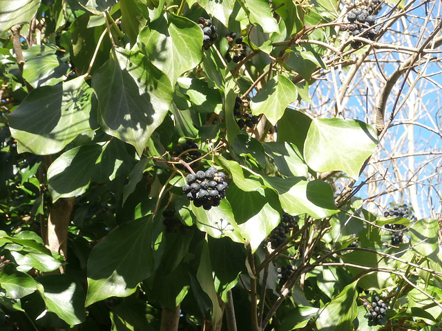 Fruit of the ivy