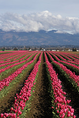 Skagit Valley Tulips