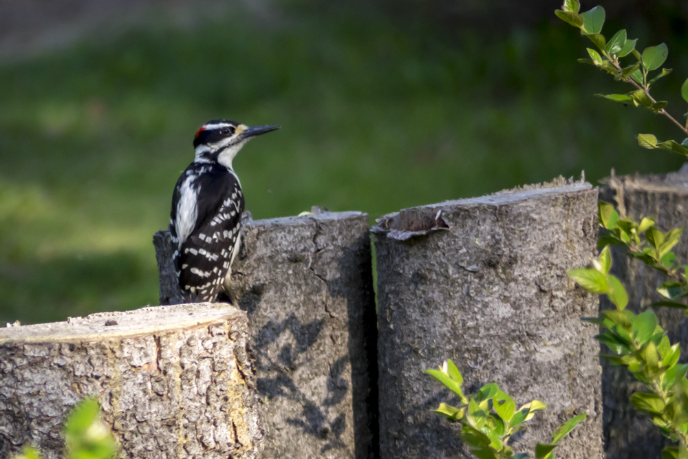 Hairy Woodpecker