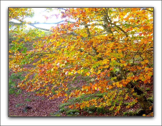 Sensaciones de otoño