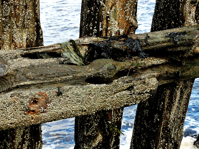 Encrusted Staithes