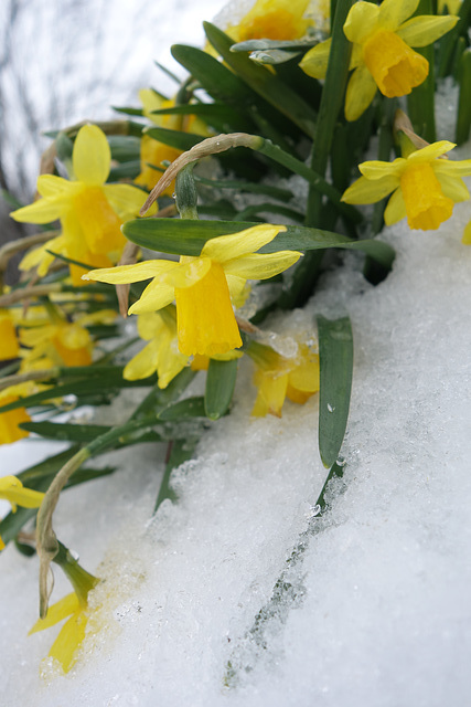 daffodils