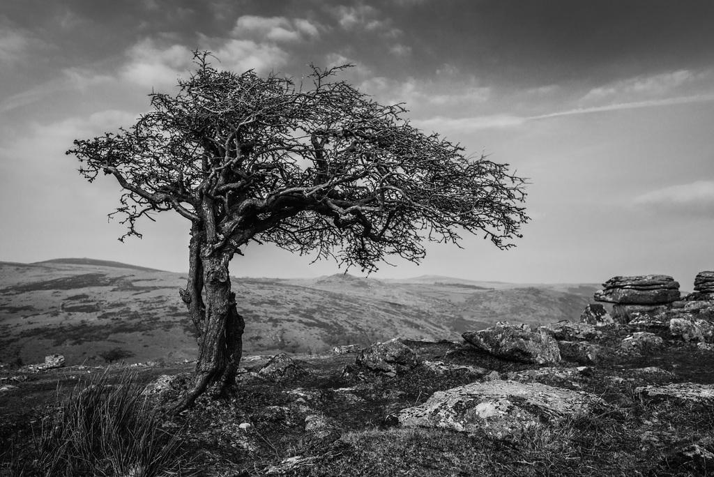 Dartmoor - 20160322