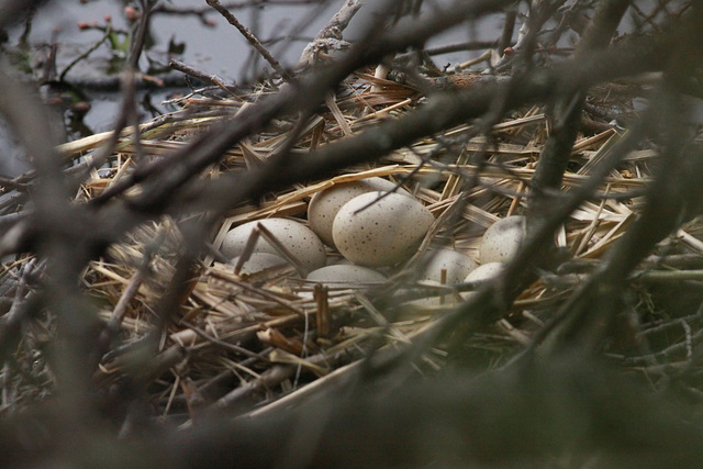 Oeufs de Foulque