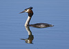 Great Crested Grebe