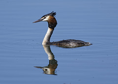 Great Crested Grebe