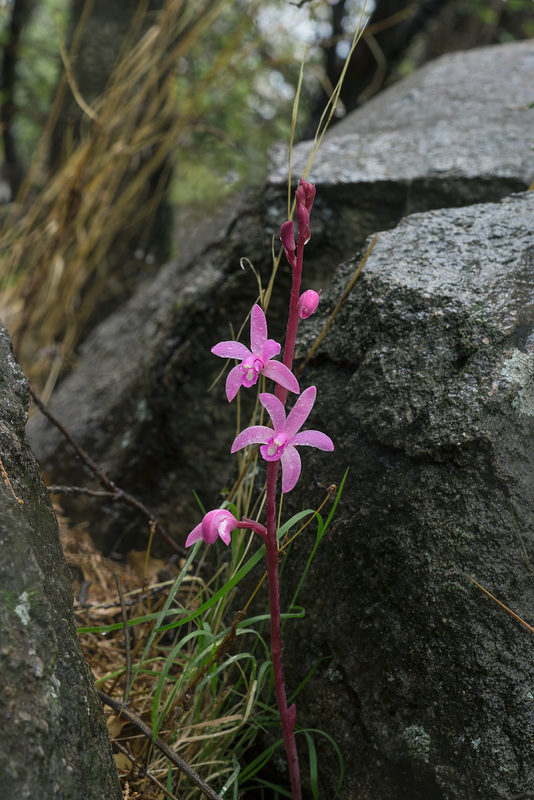 Hexalectris grandiflora (Giant Crested Coralroot orchid)