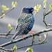 Starling (Sturnus vulgaris).