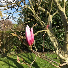 Magnolia