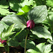 Toadshade (Trillium sessile)