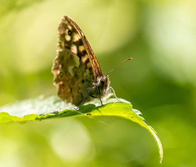 Speckled wood butterfly