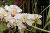 IMG 1673 Orchid