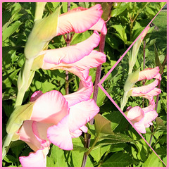 Gladiolus