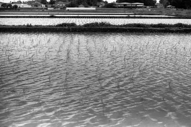 Ripples in rice paddy