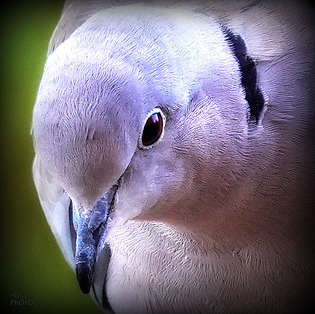 Tourterelle turque,- Eurasian Collared Dove (Streptopelia decaocto)