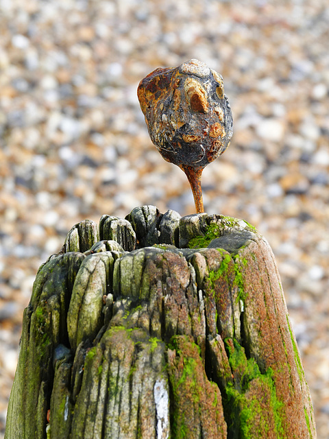 Thing in a groyne