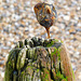 Thing in a groyne