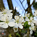 Blüten blühen blühend Blüten blühen blühend